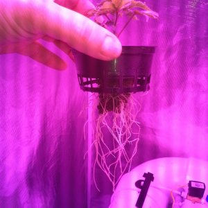 High Pressure Aeroponic DIY System - Trail Run