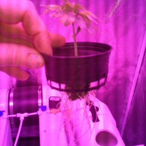 High Pressure Aeroponic DIY System - Trail Run