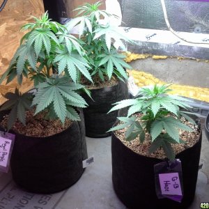 Royal Purple Kush , G13 Haze, Super Critical