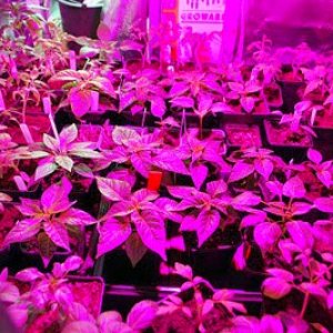 COB_grow_light