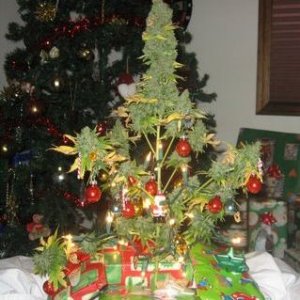 marijuana_christmas_tree_haphappy_com