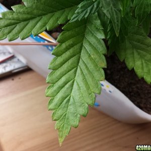 leaves yellowing