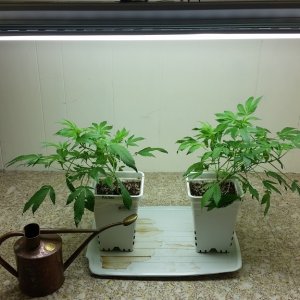 About one month Mob Boss (L) and Blue Dream (R)