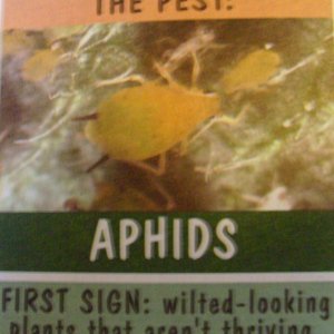 aphid