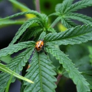 Ladybug Cannabis Marijuana