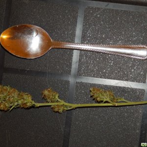 sample bud