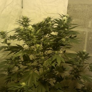 Shot Adrenaline - White Dwarf/Skunk