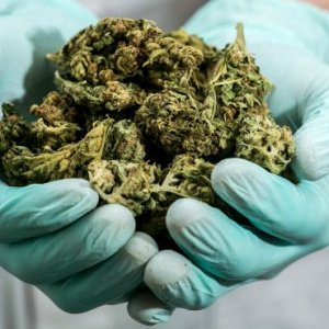 Medical Marijuana Israel