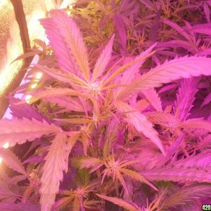 Grow Diary