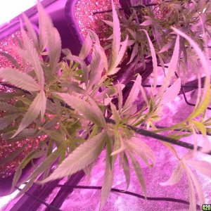 Grow Diary