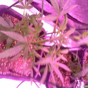 Grow Diary