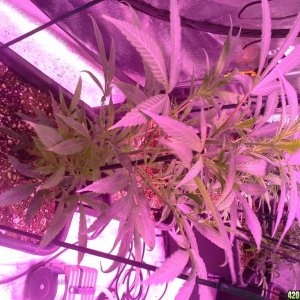 Grow Diary