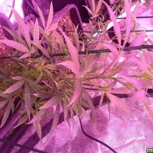 Grow Diary