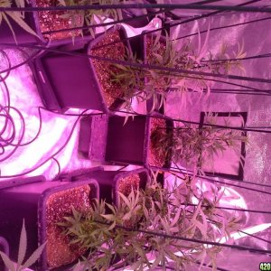 Grow Diary