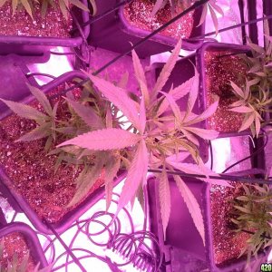 Grow Diary