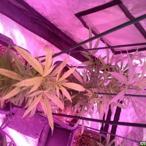 Grow Diary