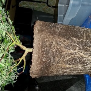 Blue Dream Final Transplant 7 gal Roots