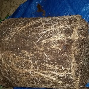 Blue Dream Final Transplant 7 gal Roots 2