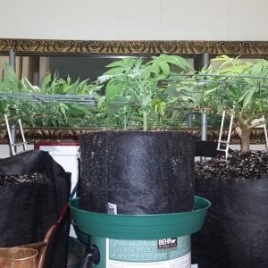 Mob Boss Blue Dream Final Transplant 7 gal Canopy