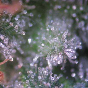 Bud Washing Before and After photos of Trichomes