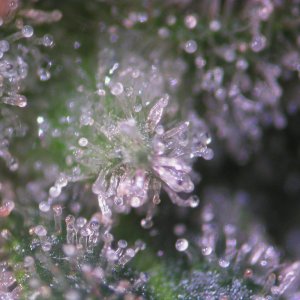 Bud Washing Before and After photos of Trichomes