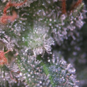 Bud Washing Before and After photos of Trichomes