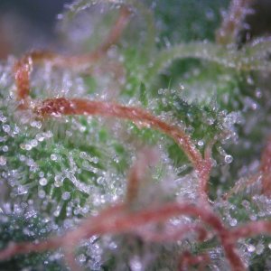 Bud Washing Before and After photos of Trichomes