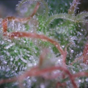 Bud Washing Before and After photos of Trichomes