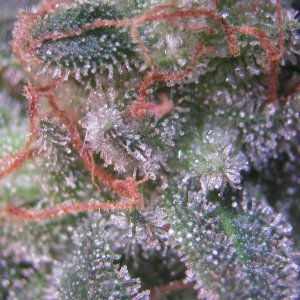 Bud Washing Before and After photos of Trichomes