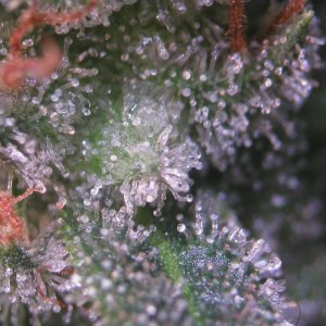 Bud Washing Before and After photos of Trichomes