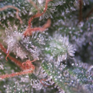 Bud Washing Before and After photos of Trichomes