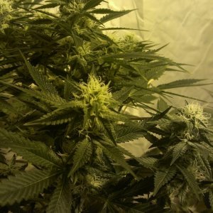 Shot Adrenaline - White Dwarf/Skunk#1