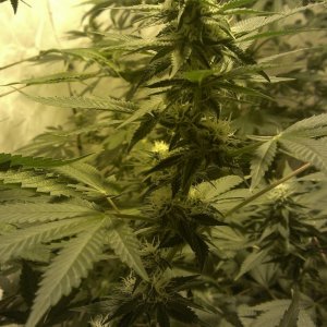 Shot Adrenaline - White Dwarf/Skunk#1