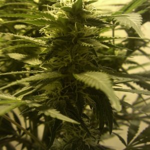 Shot Adrenaline - White Dwarf/Skunk#1