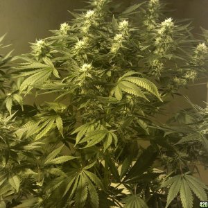 Shot Adrenaline - White Dwarf/Skunk#1