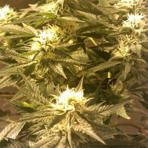 Shot Adrenaline - White Dwarf/Skunk#1