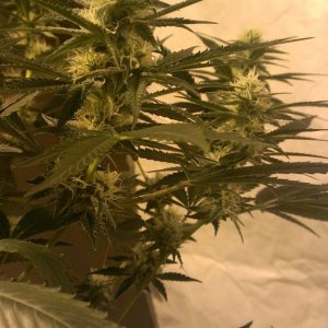 Shot Adrenaline - White Dwarf/Skunk#1