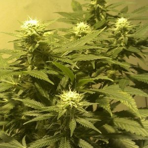 Shot Adrenaline - White Dwarf/Skunk#1