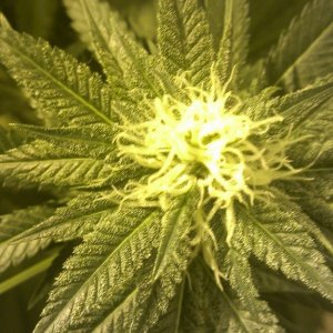 Shot Adrenaline - White Dwarf/Skunk#1