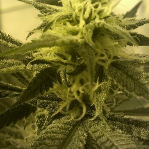 Shot Adrenaline - White Dwarf/Skunk#1