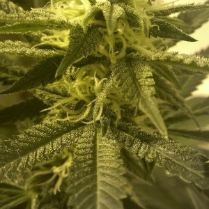 Shot Adrenaline - White Dwarf/Skunk#1