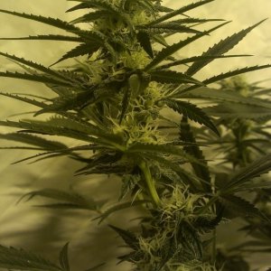 Shot Adrenaline - White Dwarf/Skunk#1