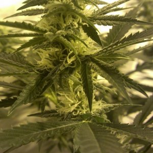 Shot Adrenaline - White Dwarf/Skunk#1