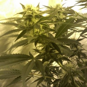 Shot Adrenaline - White Dwarf/Skunk#1