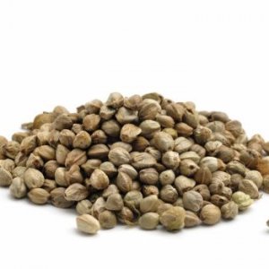 Industrial Hemp Seeds