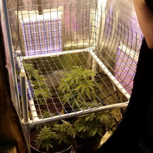 Scrog Screen Installed for 1st time