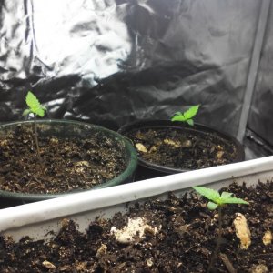 Blue Dream Seedlings