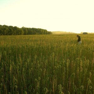 Hemp Field