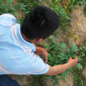 American Indian Tribe Growing Marijuana