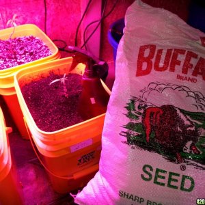 vegging and seedlings